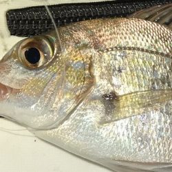 チャリコング楽しそう